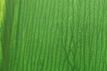 Helen Holder's Guessing Game – Scratch ‘n’ Sniff image 3