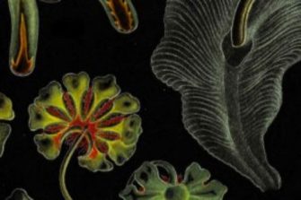 Excavating lost botanical narratives with novel archival methods