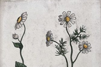 Writing the Doctrine of Signatures: Women, Plants, and Poisons