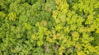 Green tops of mixed forest trees in late spring