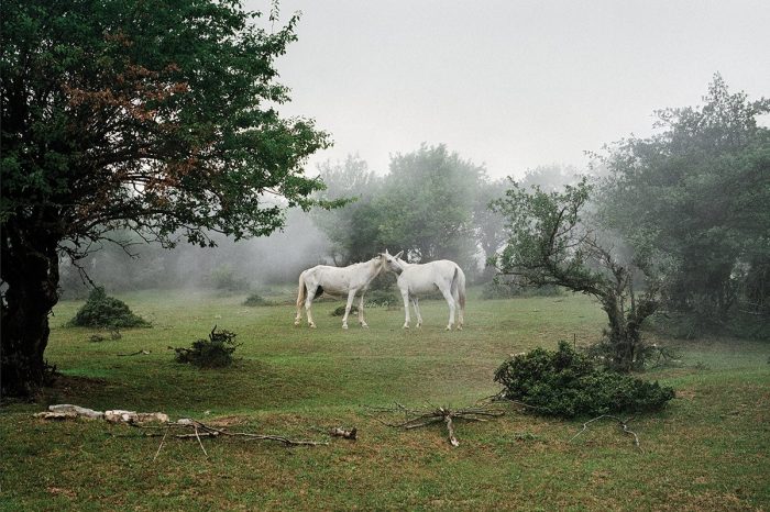 Artwork by Hoda Afshar