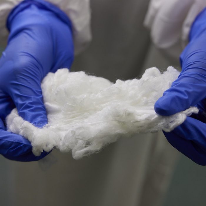 silk fluff in blue gloved hands