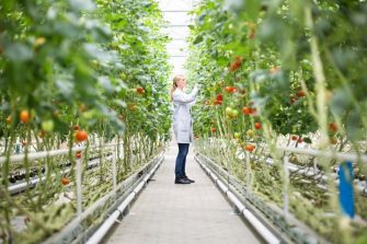 Scientist inspecting tomatoes in greenhouse