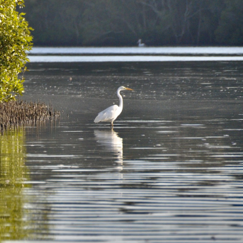 The Blue Carbon Method is focused on the introduction of tidal flows to low-lying coastal floodplains through the modification or removal of existing infrastructure.