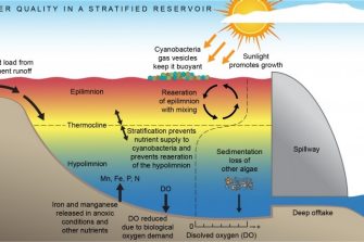 Illustration by Anna Blacka, UNSW Water Research Laboratory