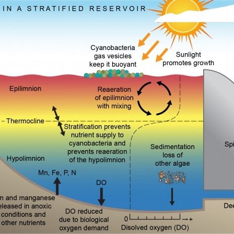 Illustration by Anna Blacka, UNSW Water Research Laboratory