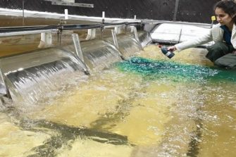 Scrivener Dam physical model