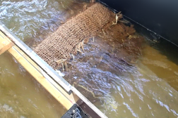 Oyster reef restoration project