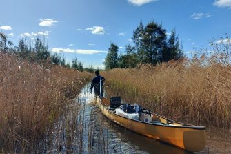 The specific challenge faced by the Tomago Wetland Restoration Project was to design and build a system that would naturally encourage saltmarsh regeneration, an ecological community in serious decline in NSW. 