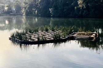 Trial version of the 'floating mangroves' to be used in Fiji
