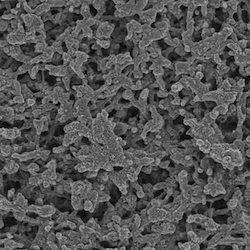 Scanning electron microscopy