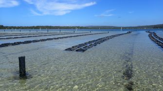 Oyster lease in the Merimbula Lake