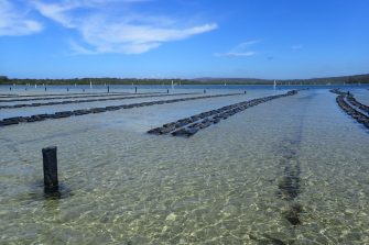 Oyster lease in the Merimbula Lake