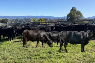 One Health Research Group