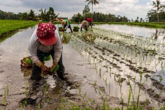 A producer is kneeling in the foreground in a wet rice padding planting by hand.