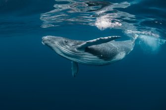 A Baby Humpback Whale Plays Near the Surface in Blue Water