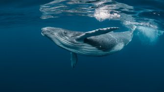 Humpback whale near surface.