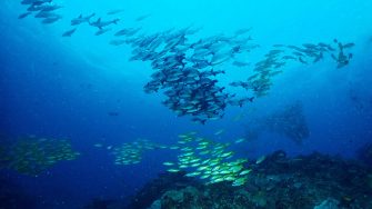 School of fish underwater