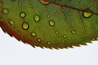 Leaf with water droplets on it