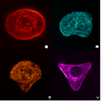 Ananthanarayanan Group: Cytoskeleton and Motors Lab