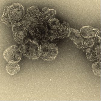 Böcking Group: Molecular Machines