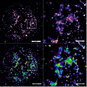 Goyette Group: Lymphocyte Signalling Lab
