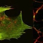 Hardeman/Gunning Group: Cytoskeleton Therapeutics Research Unit (CTRU)