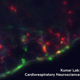 Kumar Group: Cardiorespiratory Neuroscience