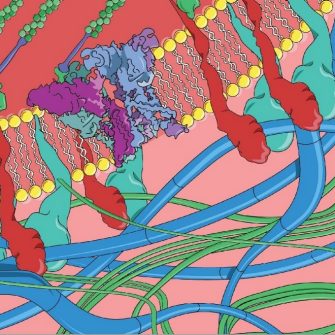 Poole Group: Cellular Mechanotransduction credit Jess Richardson