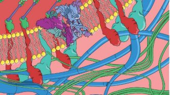Poole Group: Cellular Mechanotransduction credit Jess Richardson