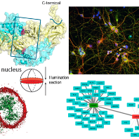 Telda Group: Immune Regulation Research