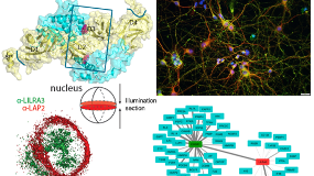 Telda Group: Immune Regulation Research
