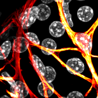 Davis Group: Calcium Signalling Lab