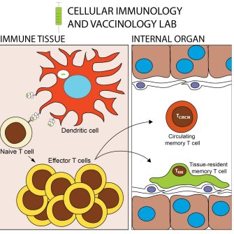 CIVLab diagram of immune tissue and internal organ 