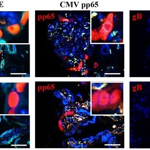 2026-virology-research-laboratory-vrl-rawlinson-sbms