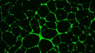 Retinal Research Group data image