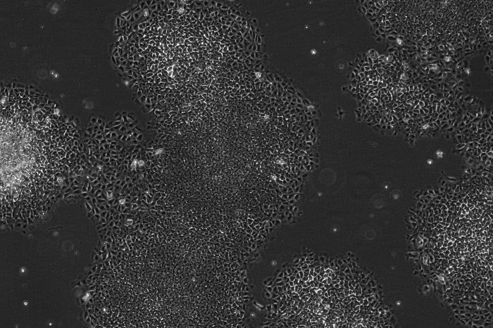 microscope image of single-lineage-cell-differentiation_v1 