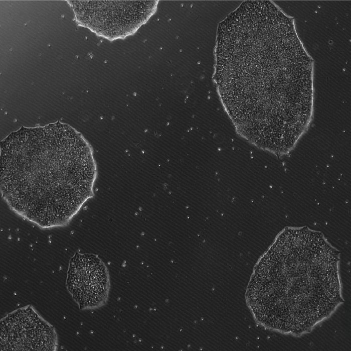 iPSC IP1 vitronectin 4x