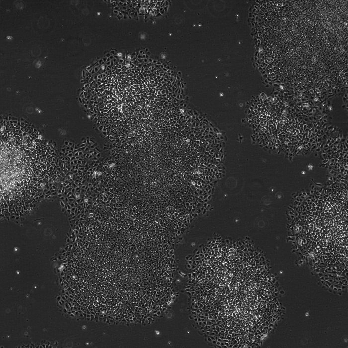 Microscopic visualisation of endoderm cellular structures