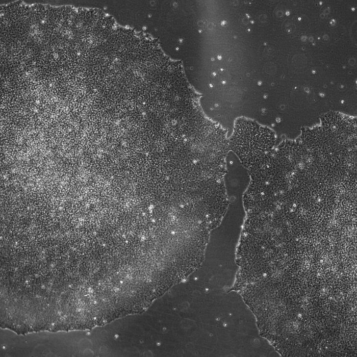 commercially-available-stem-cell-line