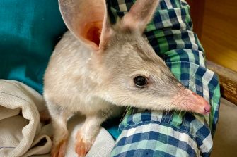A curoius bilby in captivity under care