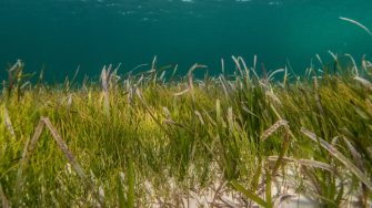 Seagrass