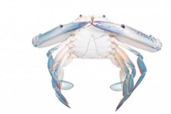 Blue crab (Flower crab, Blue swimmer crab, or Sand crab) isolated on white background