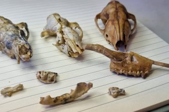 Head reconstructions and silhouettes of Malleodectes mirabilis and M. wentworthi.