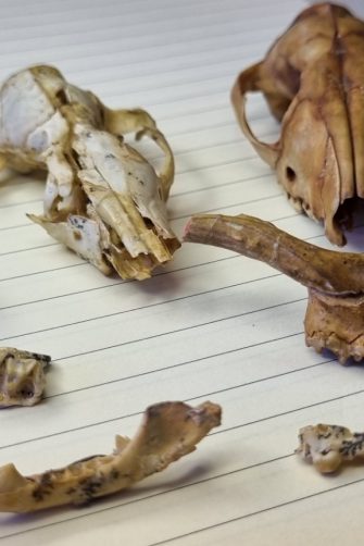 Head reconstructions and silhouettes of Malleodectes mirabilis and M. wentworthi.