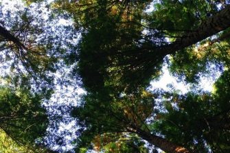 Low angle photography of tall tree canopy taken from the ground