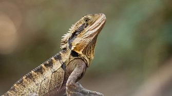 Bearded dragon on rock