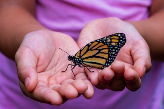 Black and orange butterfly being held by a person in a purple shirt