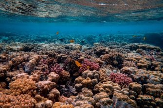 Corals and yellow fish under water