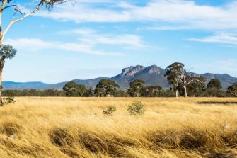 Grassland landscape in the bush with Grampians mountains in the background and blue sky, Victoria, Australia